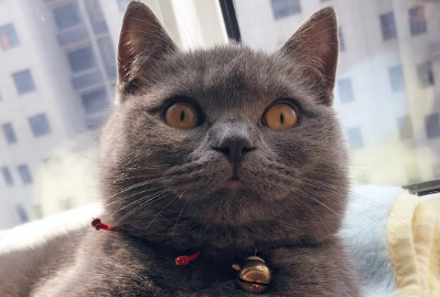 公猫绝育后如何护理？快来get一下！