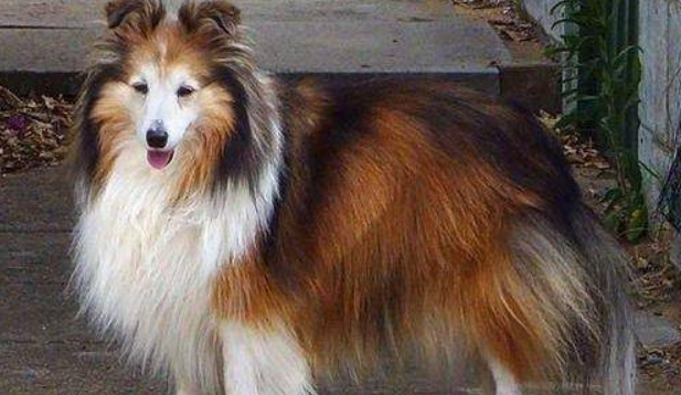 最忠心的五种狗，可以来认识一下