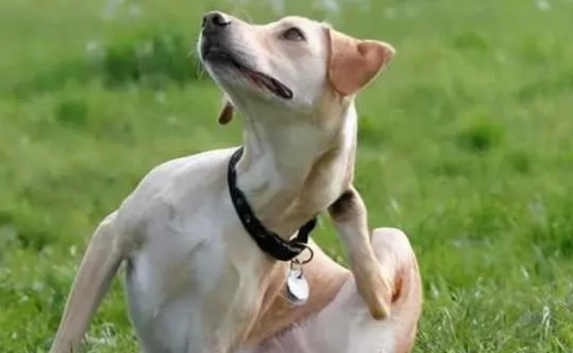 狗狗耳螨怎么治用什么药？手把手教你搞定狗狗耳螨