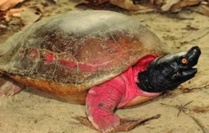 一起来看看潮龟成年能长多重吧~ 一起来看看潮龟成年能长多重吧~