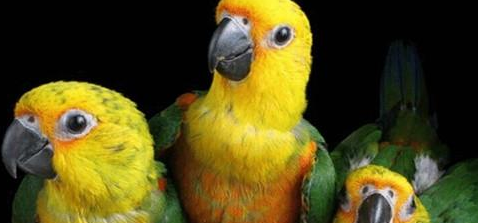 想知道珍达锥尾鹦鹉价格是多少吗？小编告诉你