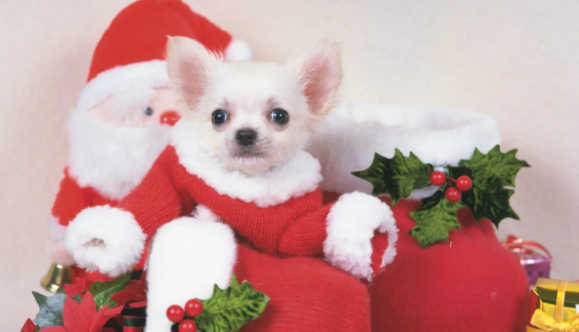 成年期的狗狗该如何进行梳理?还不来学习一下? 成年期的狗狗该如何进行梳理?还不来学习一下?