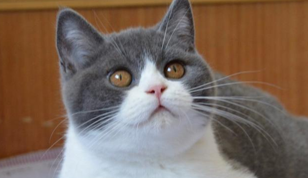 英短公猫几个月换胎毛？铲屎官一定要知道