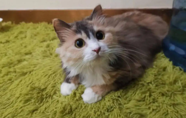 看看中华田园猫21种花色究竟都有哪些吧~ 看看中华田园猫21种花色究竟都有哪些吧~