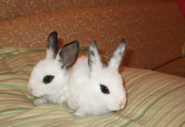 海棠兔如何分辨侏儒？新手该怎么养？
