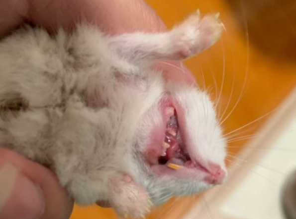 爱宠者快来看,仓鼠的牙齿需要剪吗? 爱宠者快来看,仓鼠的牙齿需要剪吗?