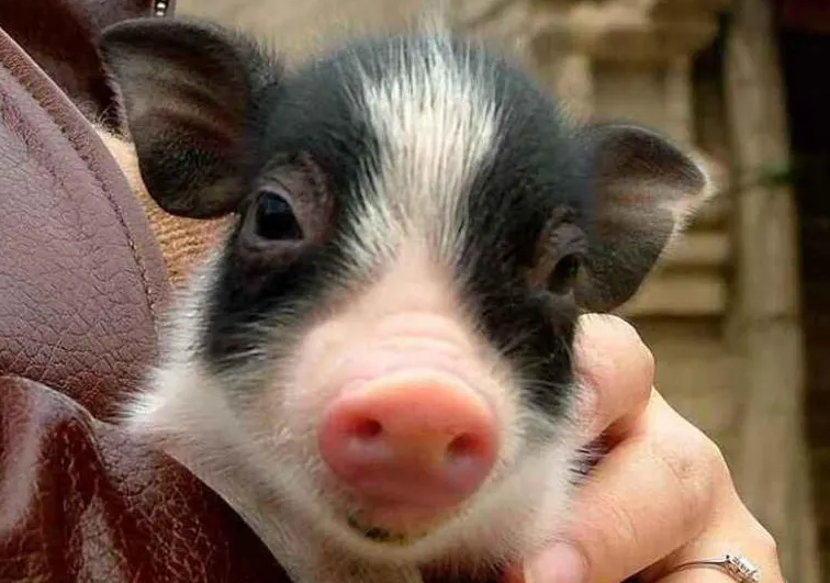 小香猪市面上都是假的么？有没有真的？