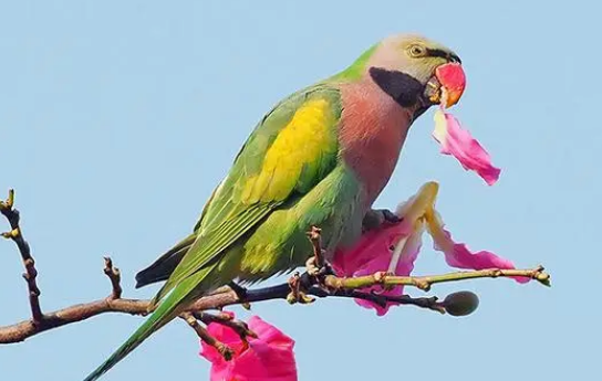 大绯胸鹦鹉会说话吗？来瞧一瞧吧