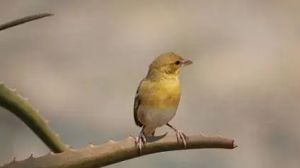 金青鸟和白燕鸟哪个好？这篇文章给你答案