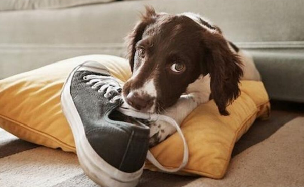 狗咬鞋子怎么办？三个办法可以试试