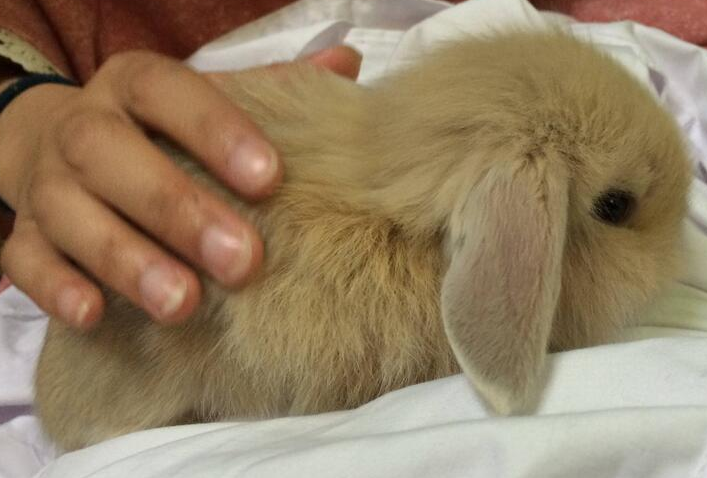 垂耳兔想和人玩的表现是什么？这里有答案