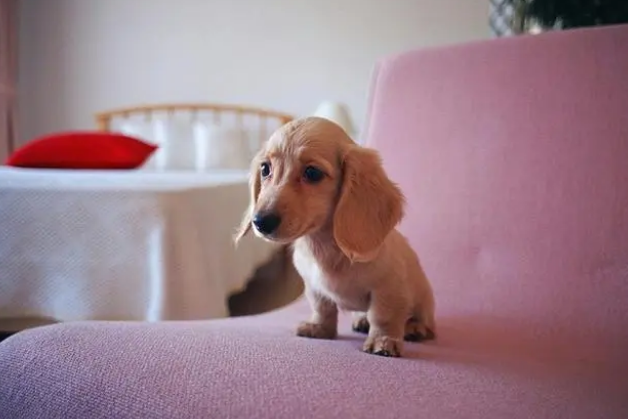 宠物需要穿宠物衣服吗？