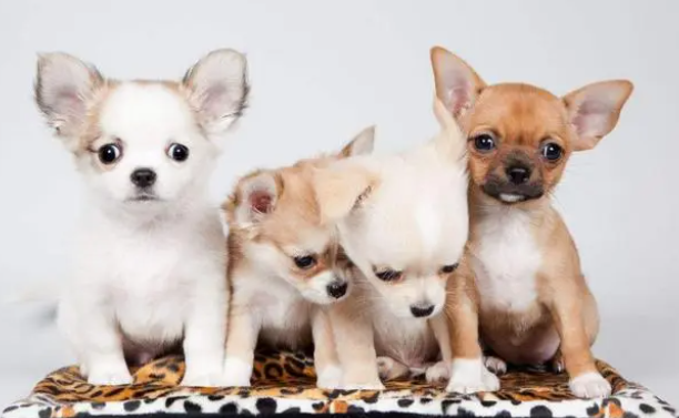 宠物狗狗多久驱除一次体内外寄生虫？