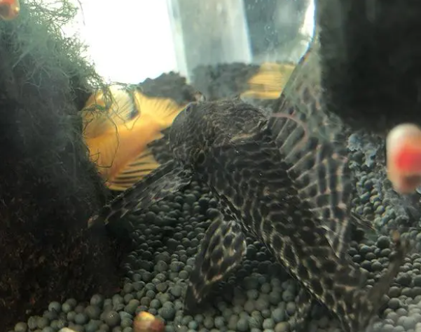 养鱼过程要如何保持鱼缸水质良好？