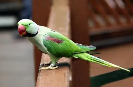 亚历山大鹦鹉吃什么饲料?这篇文章给你答案 亚历山大鹦鹉吃什么饲料?这篇文章给你答案