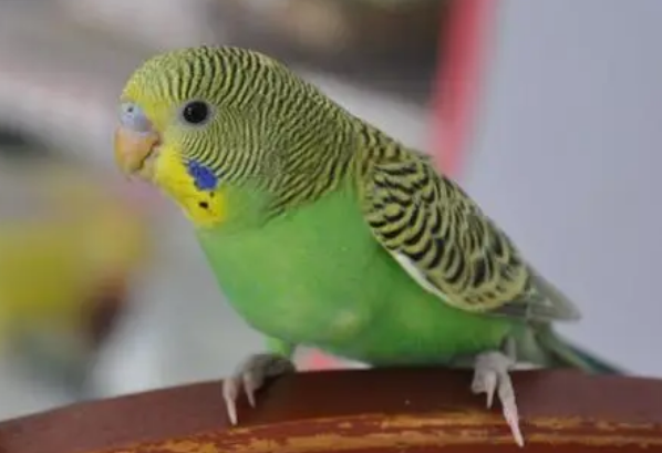 虎皮鹦鹉多少钱?想养的人可以来看看 虎皮鹦鹉多少钱?想养的人可以来看看