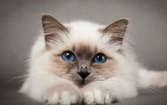 营养膏哪个牌子好：新手铲屎官看好了再买