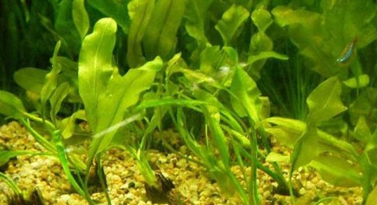 常见水草种类及图片