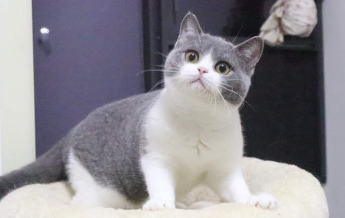 曼基康猫和英短的区别是什么？这里可以简单了解到