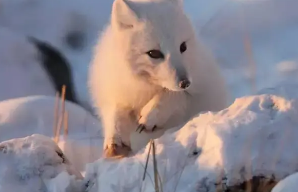 北极狐适合在南方养吗？看完你就明白了