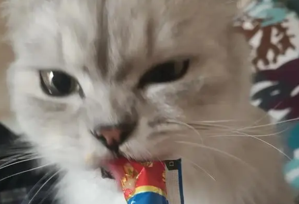 猫条的味道十分鲜美,对猫有很大的诱惑力,给猫吃猫条好不好 猫条的味道十分鲜美,对猫有很大的诱惑力,给猫吃猫条好不好