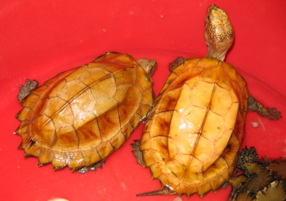 锯缘摄龟吃什么补钙？这篇指南请收好！