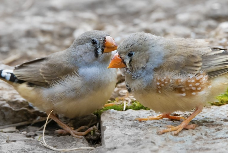 斑胸草雀如何喂养，不清楚来看看！