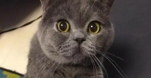 猫舍是什么，是用来干嘛的？