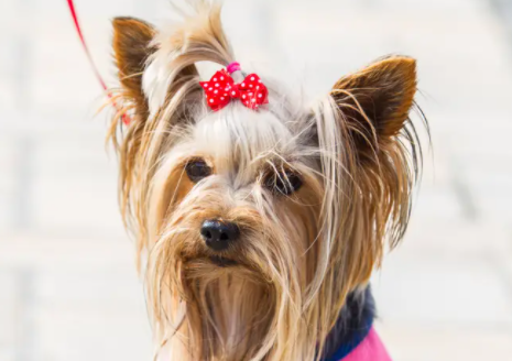 约克夏毛是怎样变色的？感兴趣的可以了解一下！