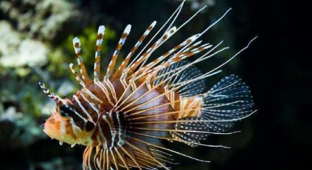 鱼缸怎么快速培养硝化细菌？