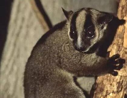 狐狸嘴脸的叉斑狐猴有什么来头?一起来看! 狐狸嘴脸的叉斑狐猴有什么来头?一起来看!
