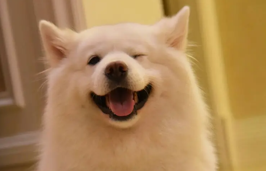 “微笑天使”萨摩耶，智商排名第几呢？