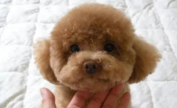 泰迪几个月定型不长了？一篇文章为你解答清楚