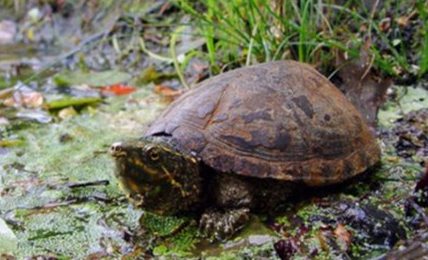 麝香龟晚上睡水底可以吗？饲主可以来看看