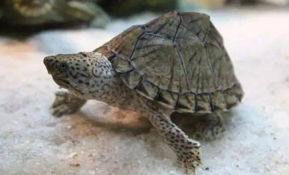 乌龟小知识：剃刀龟怎么养出好纹理