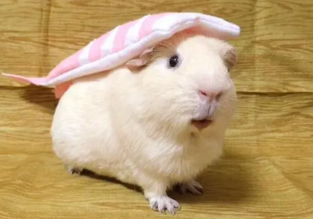 荷兰猪的叫声代表什么意思？来这看看吧