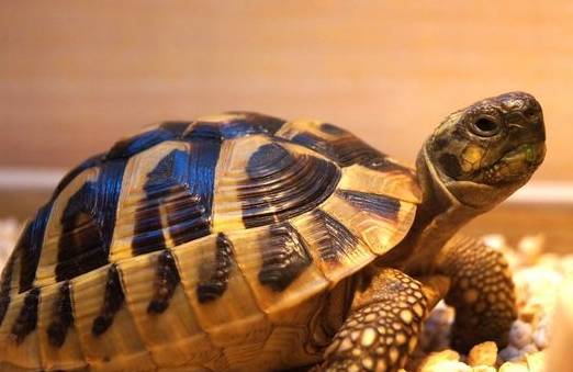 竟有这么漂亮的龟界新秀!赫曼陆龟你喜欢吗? 竟有这么漂亮的龟界新秀!赫曼陆龟你喜欢吗?