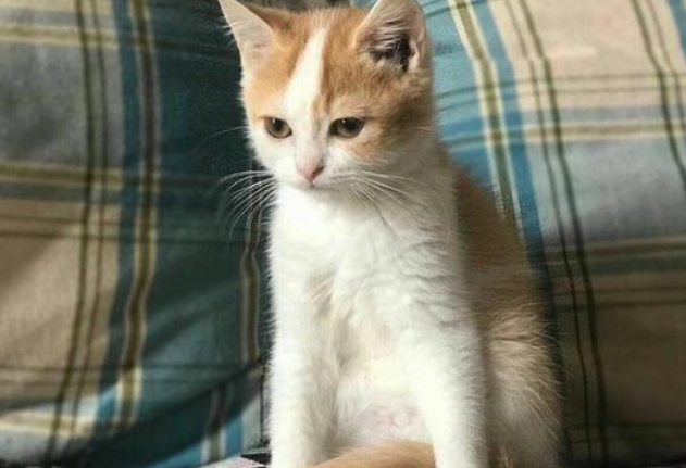 快来看看，田园猫的寿命是多少年