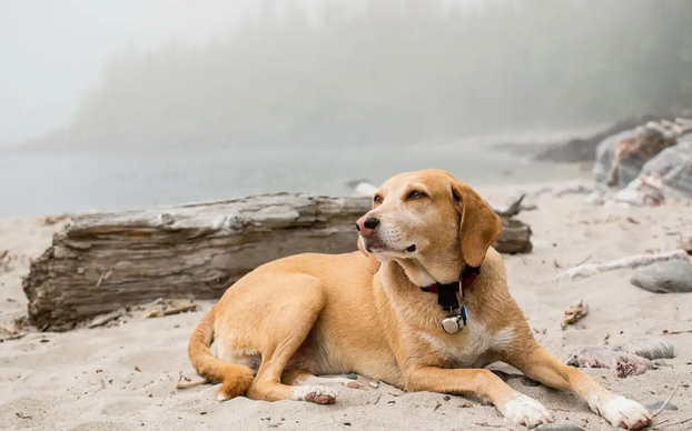 猫狗为什么不传播新冠病毒？原因我来告诉你