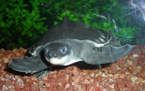 如何让猪鼻龟不咬龙鱼?看这里告诉你答案 如何让猪鼻龟不咬龙鱼?看这里告诉你答案