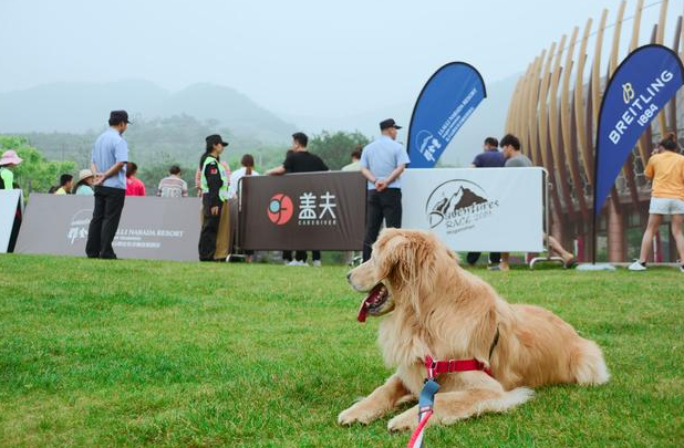 盖夫携Daventures Race山地嘉年华，户外运动会看狗狗肆意撒欢 