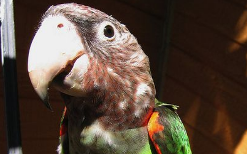 海角鹦鹉会说话吗?海教鹦鹉说话能力居然这么强 海角鹦鹉会说话吗?海教鹦鹉说话能力居然这么强