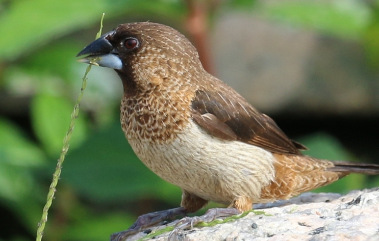 斑文鸟聪明吗？你看了就知道