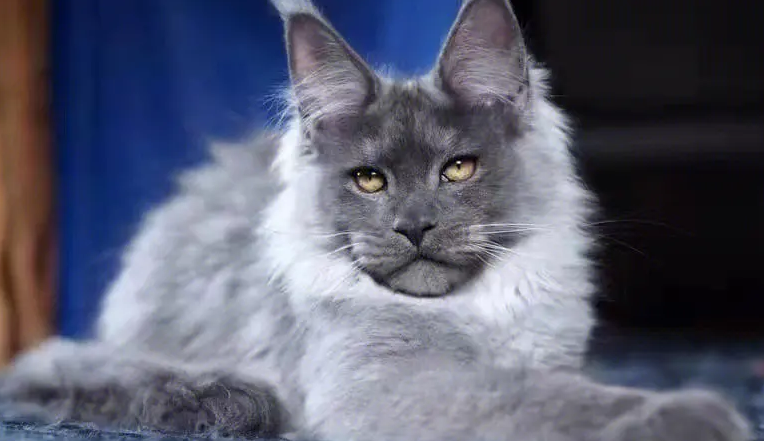 养猫须知：缅因猫拆家吗？