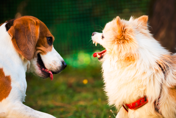 狗狗体内驱虫多久一次？定时驱虫守护狗狗健康