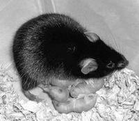 高山姬鼠:中国特有的老鼠,科研人员的小助手 高山姬鼠:中国特有的老鼠,科研人员的小助手