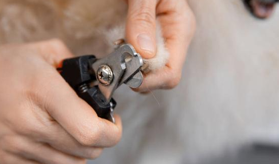 萌宠知识——泰迪狗怎么剪指甲？