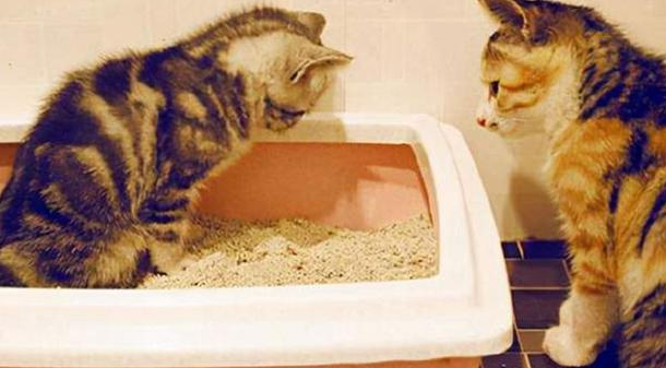 猫咪总掉一粒屎在地上，可能是这三个原因！
