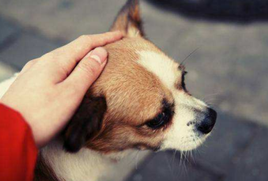为什么狗喜欢人摸它头？原来是这个原因
