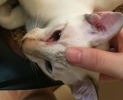 猫的眼睛流褐色分泌物，有没有办法治疗？